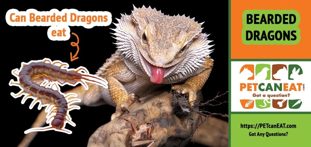 Can bearded dragons eat centipedes?