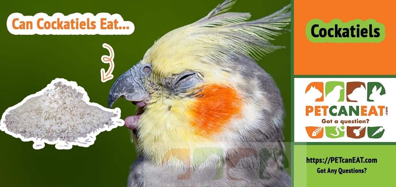 rice for cockatiel