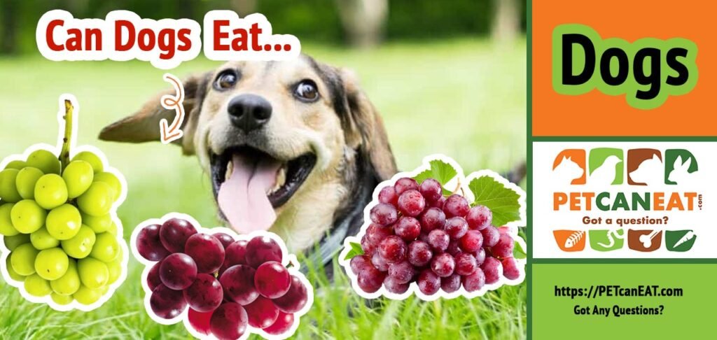 Can dogs eat muscadines and grapes?