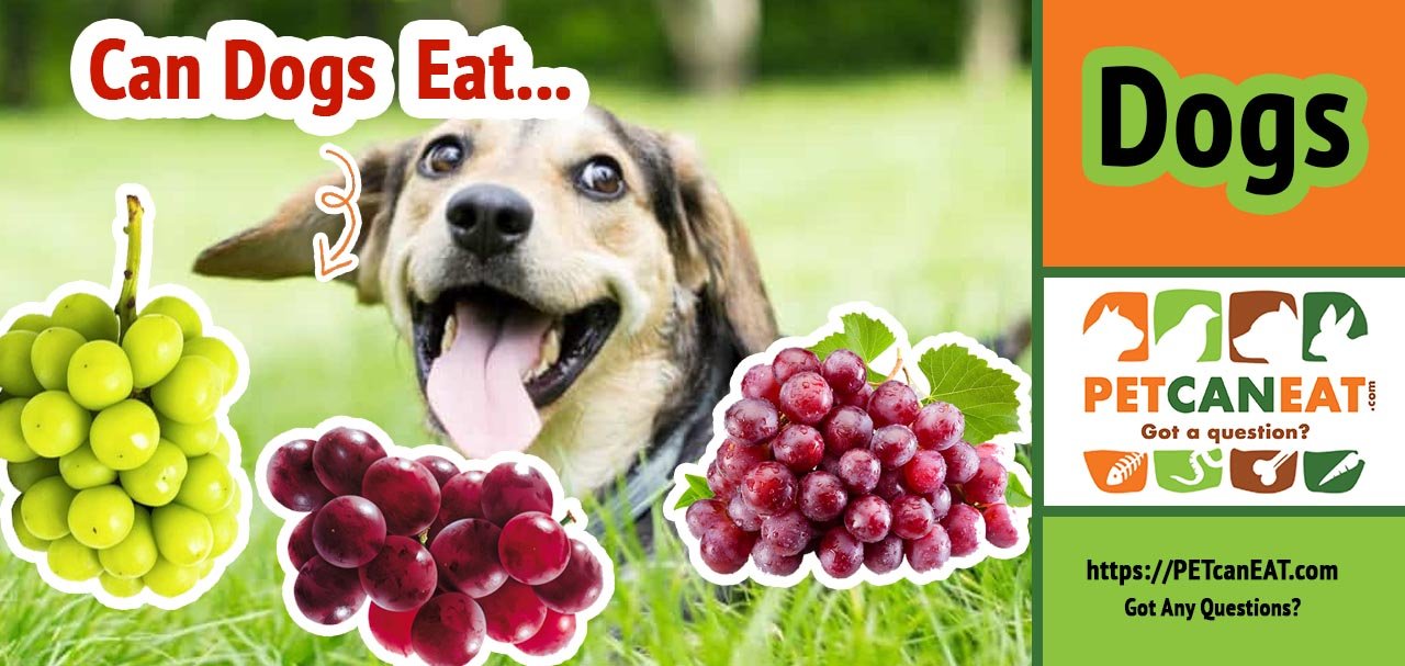 are muscadine grapes bad for dogs