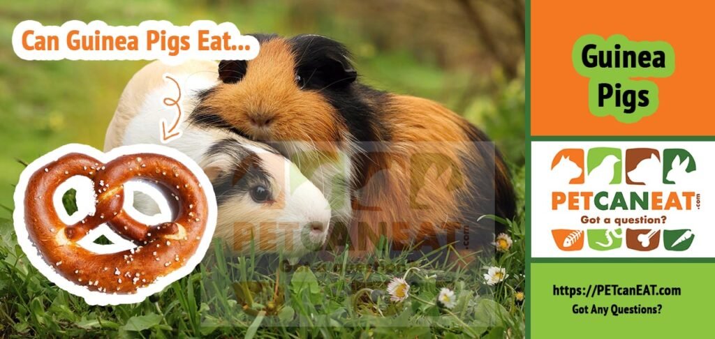 can guinea pigs eat pretzels?