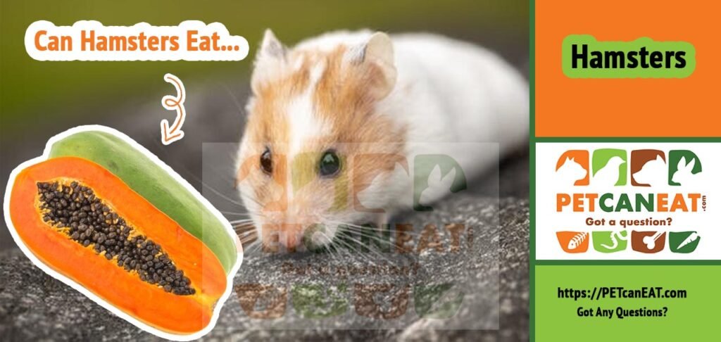 Can hamsters eat papaya?