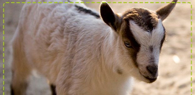 Can goats eat corn?