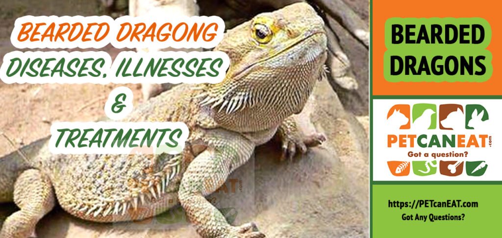 Bearded Dragon Illnesses and Diseases, Symptoms & Treatments