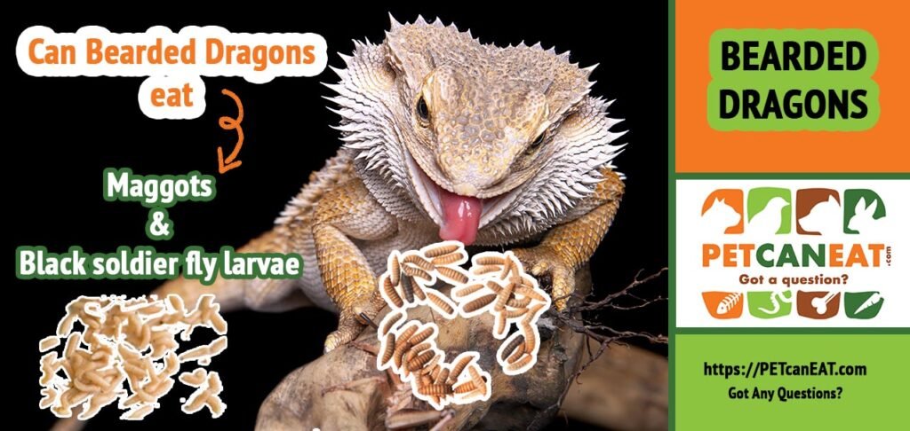 can bearded dragon eat maggots black soldier fly larvae