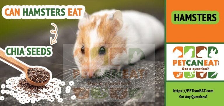 Can hamsters eat chia seeds? Check this out! - petcaneat.com