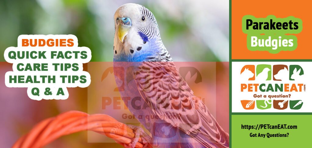 quick facts about budgies care sheet