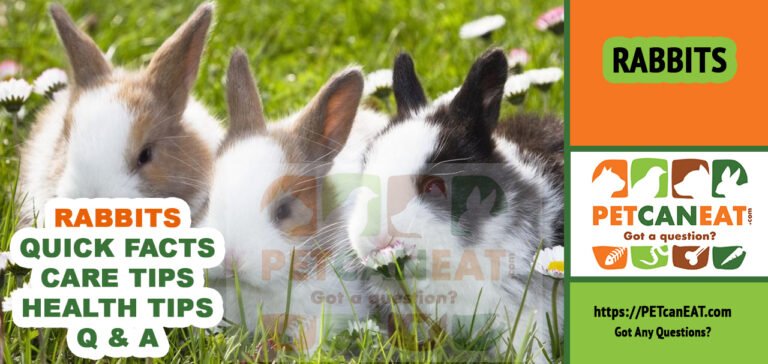 Ultimate Rabbit Guide and Care Sheet 2022 - petcaneat.com