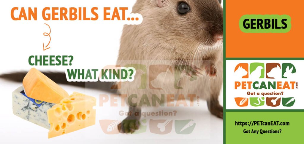 can gerbils eat cheese?