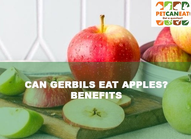 CAN GERBILS EAT DRIED APPLES?
BENEFITS
