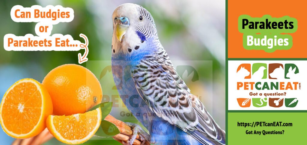 Can budgies eat oranges?