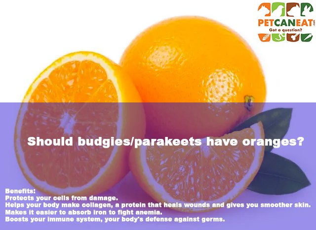 should budgies have oranges