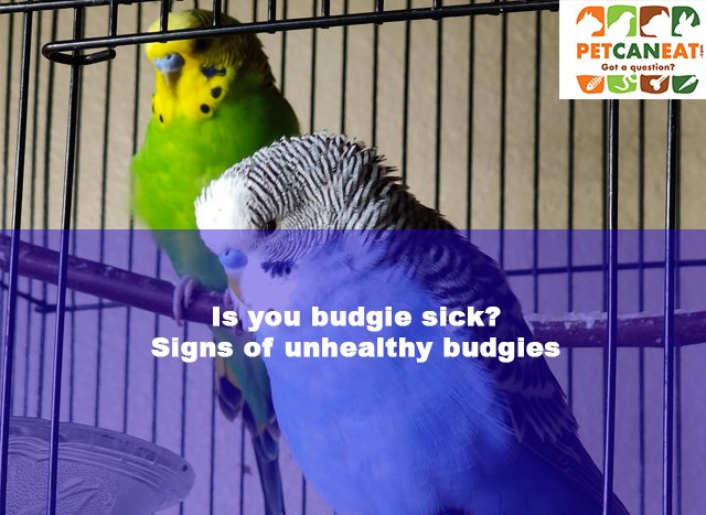 signs of unhealthy budgies
signs of unhealthy parakeets
