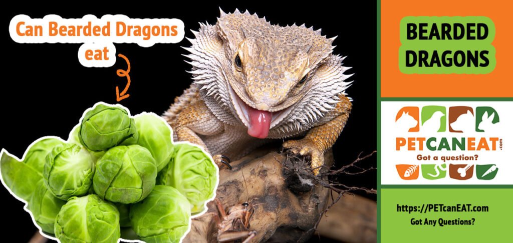 picture of bearded dragon eating brussels sprouts
