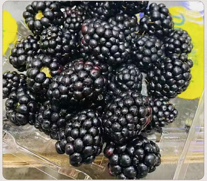 can bearded dragons eat blackberries - picture of fresh blackberries