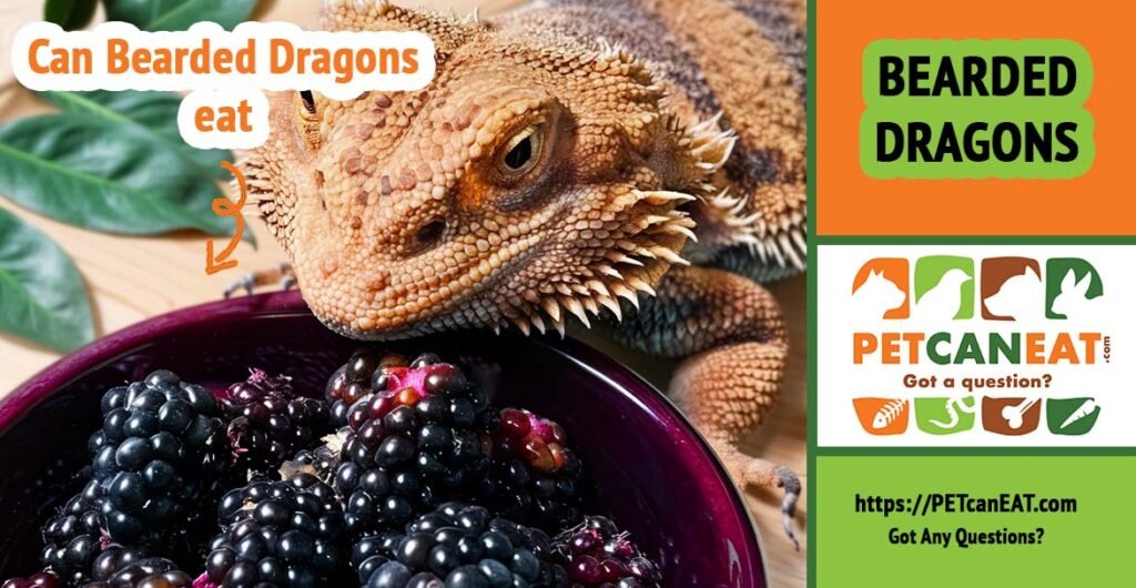 Can bearded dragons eat blackberries?