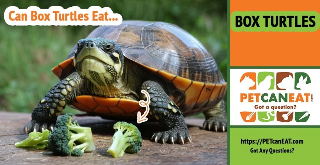 can box turtles eat broccoli