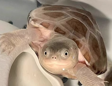 Can Turtles Eat Mushrooms? picture of a cute turtle