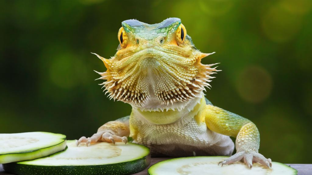 Can Bearded Dragons Eat Zucchini?